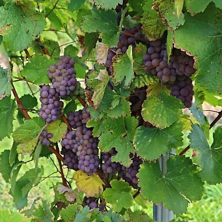 公寓 Vinarstvi Valkovi