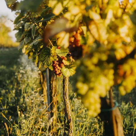 Vinarstvi Valkovi 公寓 Mělník