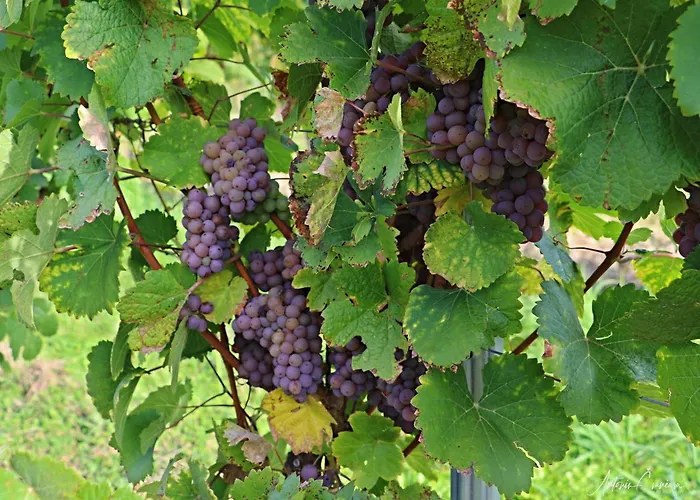 Appartement Vinarstvi Valkovi