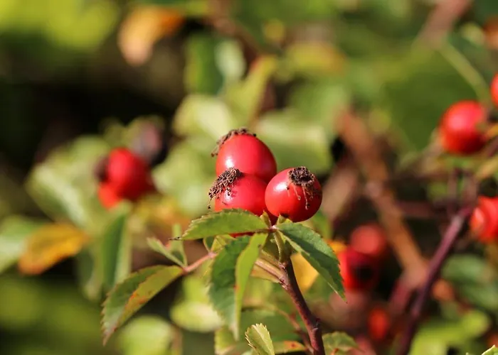 Vinarstvi Valkovi Mělník