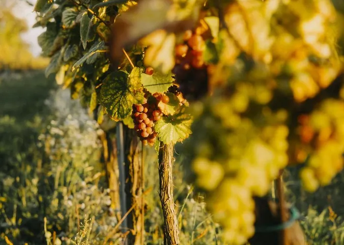 Vinarstvi Valkovi Appartement Mělník